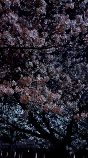 大阪桜２.jpg